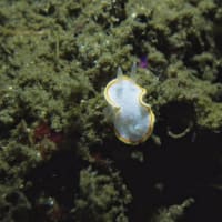 石橋最新生物事情2025/06/23[w/pics]
