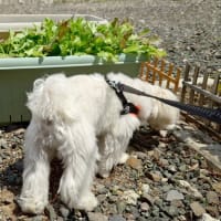 リーフレタスとちりめんじゃこのサラダ