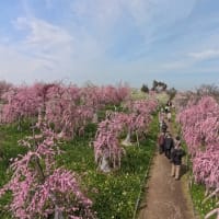 和泉リサイクル環境公園の梅林（２０２５年３月１４日）静止画