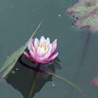 エコキチ・モネの池