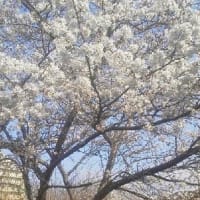 今日の桜　2024.4.7