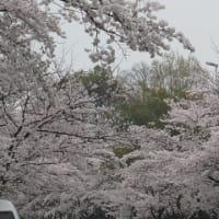 通勤途中の桜