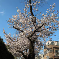 ２０２５年★荏原町駅周辺の桜
