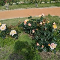 靭の薔薇－続き