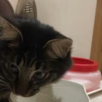 猫を飼い始めました！