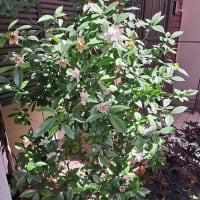 クチナシの花がすき