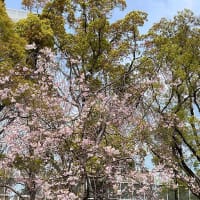 2024/4月『横浜公園のチューリップ』