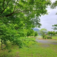 アオモミジの季節になりますね