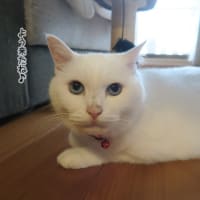 ごあいさつの尻立て