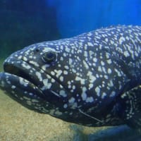 20250507　越前松島水族館