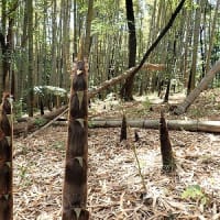 昨日の2枚と今日の1枚を