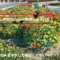 2025ー07ー12(^_-)-☆初夏の我が家の花壇～🌹バラの花達のミュージックMovie②！