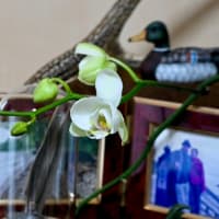 胡蝶蘭の花が咲きました
