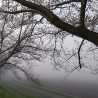 朝霧の見沼田んぼへ