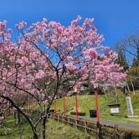 桜まつり2024.4.15