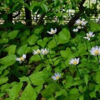 コンニャクの花　広がった花　ポピーとミヤコワスレ　ヤマボウシ　椿の実（？）