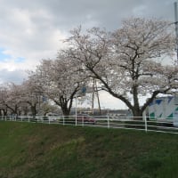 県境の橋を渡ったところにあるウエルカム桜
