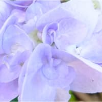 ☔もうちょっと 紫陽花 🐌