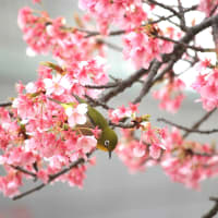 萌黄色の声、河津桜の春