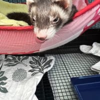 まるちゃん日記①