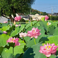 朝の散歩　平池緑地公園　57　6.29～30