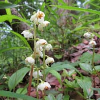 イチヤクソウを探しに茨城県で早朝散策 2025.6.6