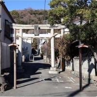 吾妻山公園（菜の花＆富士山）