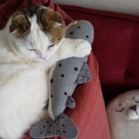 今日の「みっきー」😄