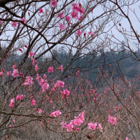 高原山 大丸のアカヤシオが咲き始めました。