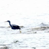 06/14探鳥記録写真：狩尾岬の鳥たち（クロサギの飛翔、イソシギ、）