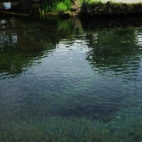 富士五湖へ その8