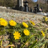 晴天の森吉山