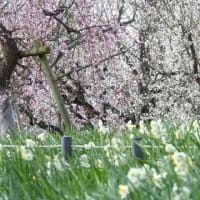 和泉リサイクル環境公園の梅と水仙（２０２５年３月８日）静止画