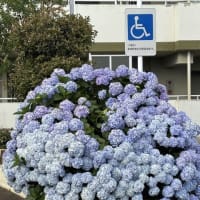 ざっと数えて２００くらい集まっている紫陽花