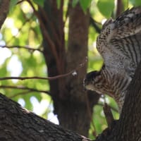 ツミ、給餌