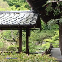 【京都幕間旅情】青蓮院,庭園の緑から読み解く気候変動による温暖化と国際関係への不協和音