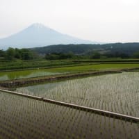静岡県・富士宮市の「下柚野の棚田」