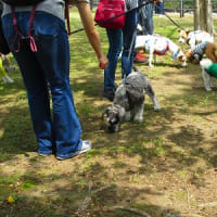 犬の森One Walk＠横浜