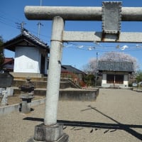天神の屋根を超えて桜咲く／裏手菜の花遠き青山（藤倉天神社）