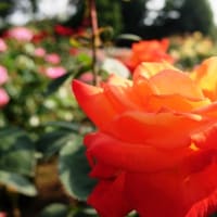 薔薇に西陽が･･･