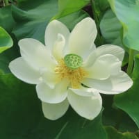 家原寺の蓮の花