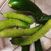 「馬込半白」が主流だった