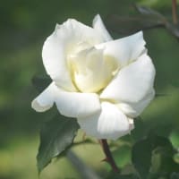 「はてなblog」への移動