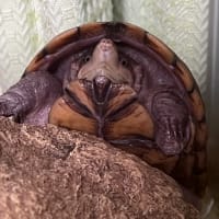 おはようございます(*^o^*)