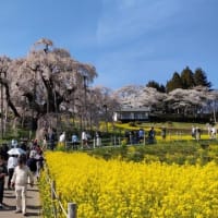 国指定の天然記念物：三春の滝桜