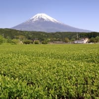 富士山　我が裾野の広大なる茶畑彩は...  ( ^)o(^ )