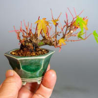トサミズキd 土佐水木 盆栽 Corylopsis Spicata Bonsai E 盆栽や トサミズキd 土佐水木 盆栽 Corylopsis Spicata Bonsai E 盆栽や