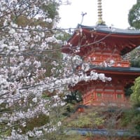 桜が見頃です：須磨寺(神戸市)