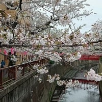 目黒川、中の橋付近の桜