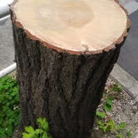 樋口高顕千代田区長・坂田融朗千代田区副区長・千代田区環境まちづくり部の悪行